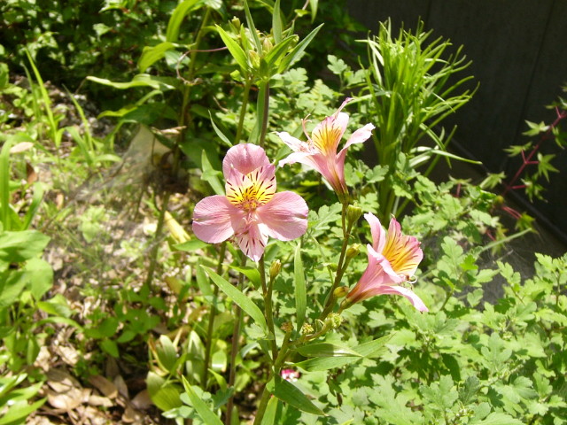 img0015.jpg
