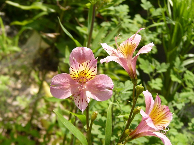 img0016.jpg