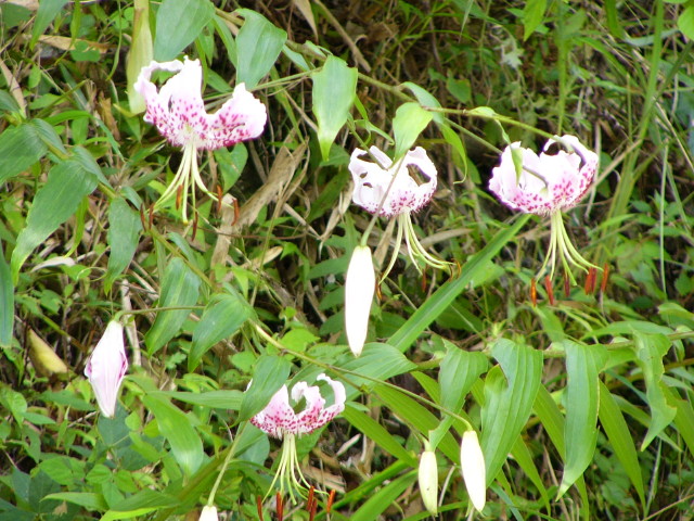 img0018.jpg