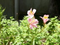 img0014.jpg