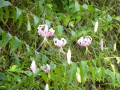 img0017.jpg
