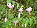 img0018.jpg