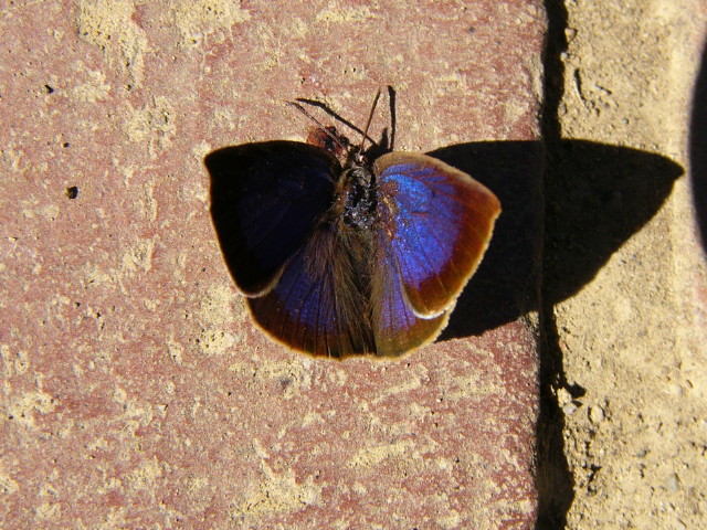 img0006.jpg