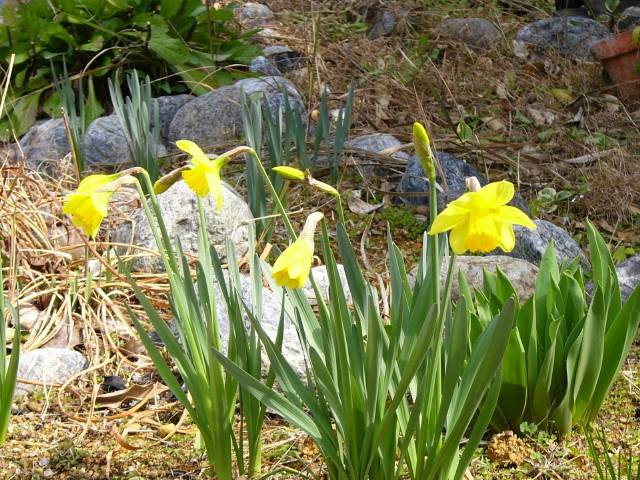 img0001.jpg
