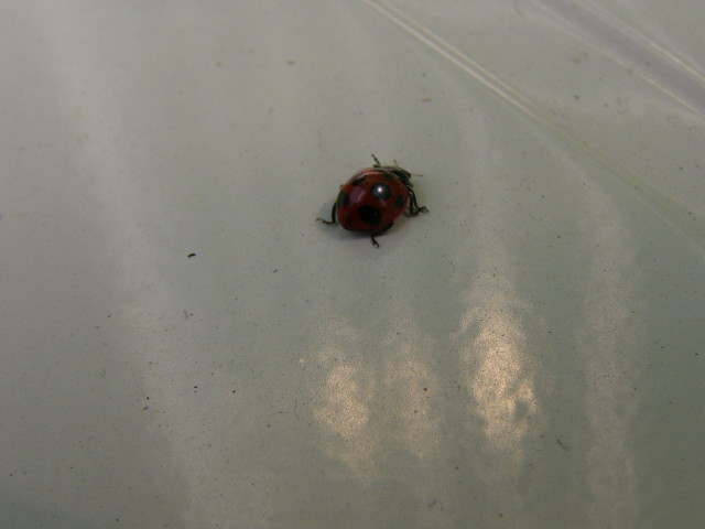 img0003.jpg