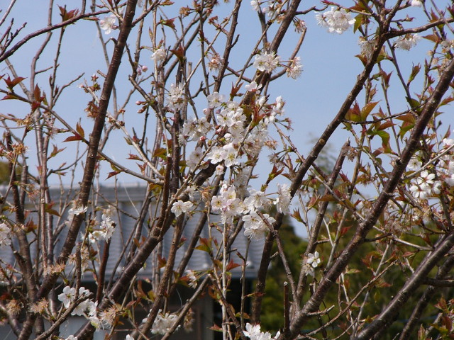 img0004.jpg