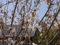 img0004.jpg