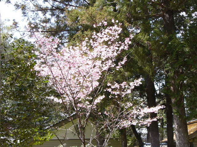 img0009.jpg