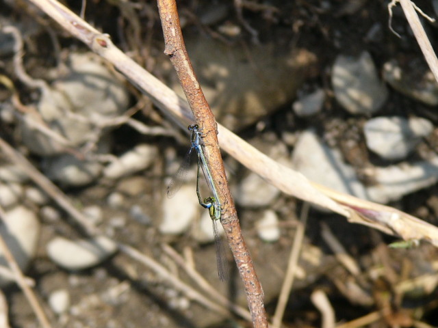 img0005.jpg