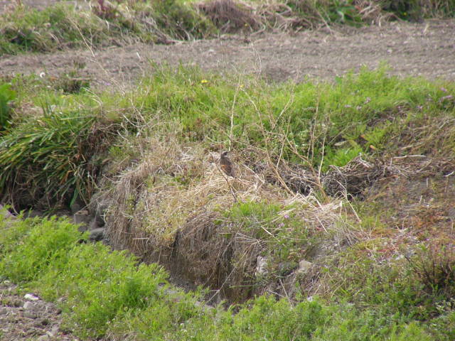 img0016.jpg